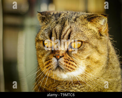 Beautiful brown stripped scottish fold cat against a blurred background Stock Photo