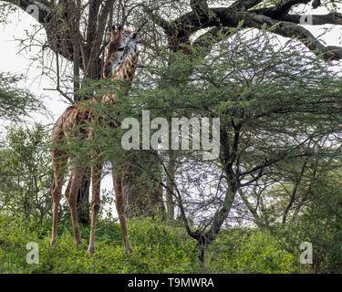 Maasai giraffe (Giraffa tippelskirchi) feeding on an acadia tree, Lake Ndutu, Serengeti, Tanzania Stock Photo