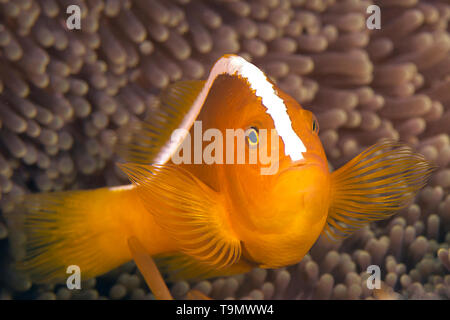 Skunk Clownfish or Nosestripe Anemonefish (Amphiprion akallopisos) Stock Photo