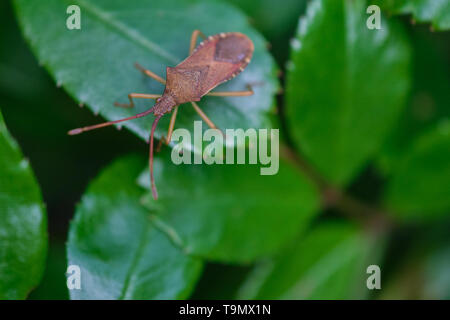 Western conifer seed bug insect, Leptoglossus occidentalis, or WCSB on a green leaf Stock Photo