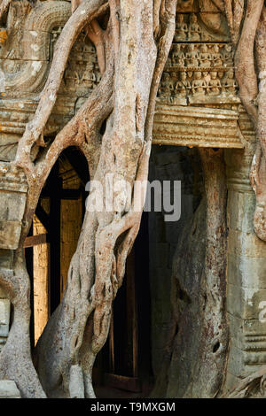 Strangler sacred fig (Ficus religiosa) roots grow over eastern  outer gopura at 12th century Buddhist temple Ta Som in Siem Reap, Cambodia. Stock Photo