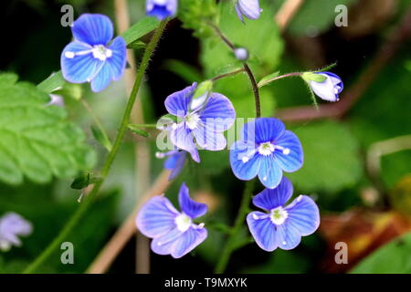 Bird's Eye Speedwell, Veronica persica, with its flowers deep sky-blue colour petals, a white centre. The flowers have radiating, darker stripes. Stock Photo