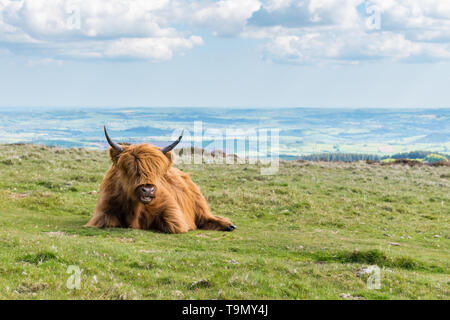 A single Highland Cattle sitting on grass on the top of a hill in Dartmoor National Park, Devon, UK. Teignbridge District is in the background. Stock Photo