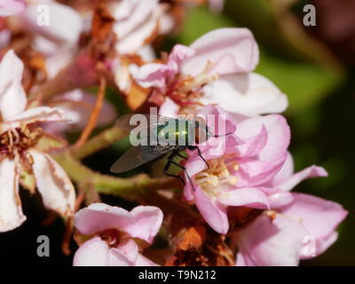 Close up of a red eyed green fly perched on pink flowers in Las Vegas, Nevada Stock Photo