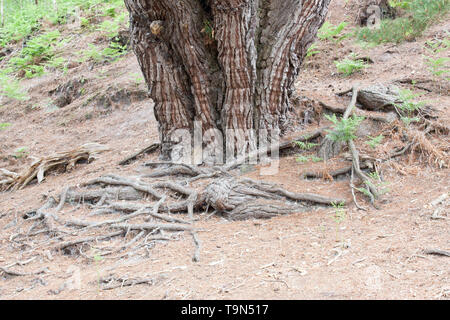 Brownsea Island Dorset England Stock Photo