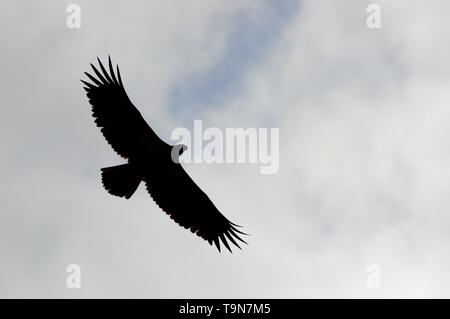 Silhouette of isolated bald eagle with overcast cloudy sky in background - taken at the Crex Meadows Wildlife Area in Northern Wisconsin Stock Photo