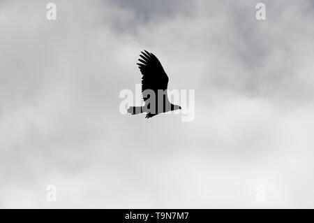 Silhouette of isolated bald eagle with overcast cloudy sky in background - taken at the Crex Meadows Wildlife Area in Northern Wisconsin Stock Photo