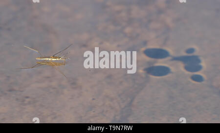 Water strider with shadow on rocks of shoreline waters - Lake Superior in the Upper Peninsula of Michigan in Porcupine Mountains Wilderness State Park Stock Photo