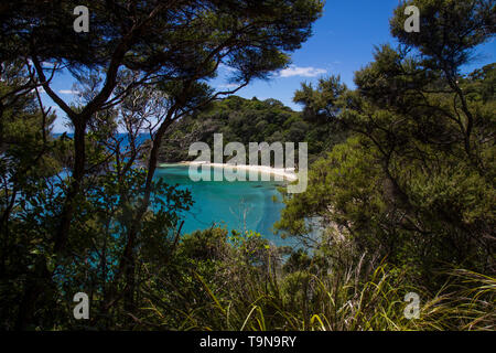 View through trees walking down to Whale Bay. Glorious white sand beach with warm, clear turquoise water. Near Matapouri, Tutukaka coast, Northland. Stock Photo