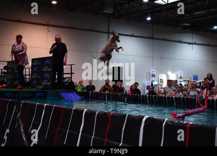 Dortmund, Germany. 19th May, 2019. A hound is seen in the 'Diving Dog' competition during the Hund and Katz exhibition in Dortmund, Germany, on May 19, 2019. The three-day event hosted by German Kennel Club, presents dogs and cats of more than 200 breeds from around the world. Credit: Lu Yang/Xinhua/Alamy Live News Stock Photo