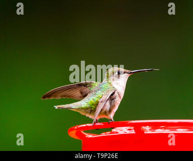 Female Ruby-Throated Hummingbird balancing on a feeder with nectar still dripping off of her beak. Stock Photo