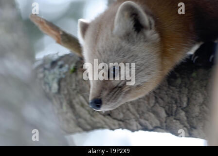 American Marten (Martes americana) AKA American Pine Marten. Photographed at Algonquin Provincial Park, Ontario, Canada Stock Photo