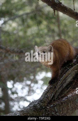 American Marten (Martes americana) AKA American Pine Marten. Photographed at Mew Lake, Algonquin Provincial Park, Ontario, Canada Stock Photo