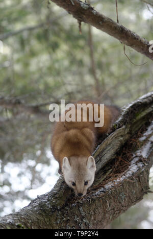 American Marten (Martes americana) AKA American Pine Marten. Photographed at Mew Lake, Algonquin Provincial Park, Ontario, Canada Stock Photo