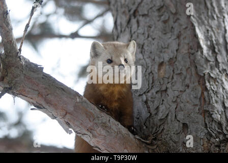 American Marten (Martes americana) AKA American Pine Marten in a tree. Photographed at Algonquin Provincial Park, Ontario, Canada Stock Photo