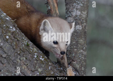 American Marten (Martes americana) AKA American Pine Marten in a tree. pPhotographed at Algonquin Provincial Park, Ontario, Canada Stock Photo