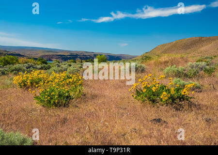 Balsamroot blooming in the sagebrush-steppe habitat of Frenchman Coulee along the Columbia River near Vantage, Washington State, USA Stock Photo