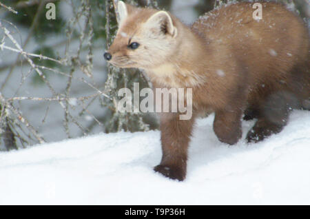 American Marten (Martes americana) AKA American Pine Marten. Photographed at Spruce Bog trail, Algonquin Provincial Park, Ontario, Canada Stock Photo