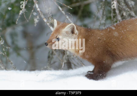 American Marten (Martes americana) AKA American Pine Marten looking intently toward it's prey. Photographed at Algonquin Provincial Park, Ontario, Can Stock Photo