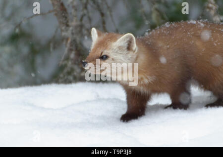 American Marten (Martes americana) AKA American Pine Marten sneeking up on prey. Photographed at Algonquin Provincial Park, Ontario, Canada Stock Photo