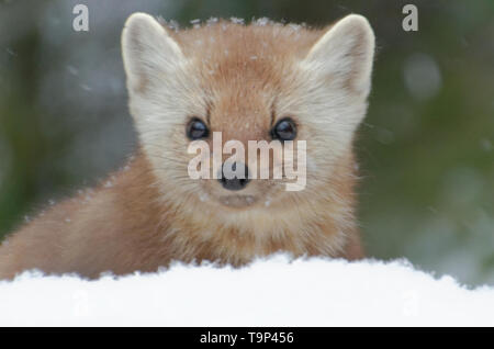 American Marten (Martes americana) AKA American Pine Marten peeking over a pile of snow. Photographed at Algonquin Provincial Park, Ontario, Canada Stock Photo