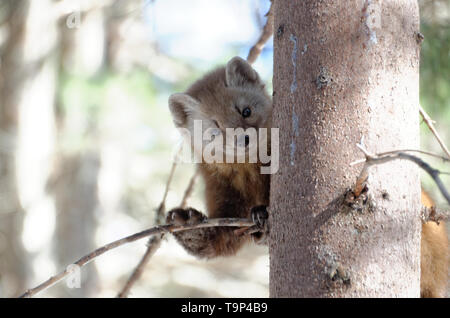 American Marten (Martes americana) AKA American Pine Marten in a tree. Photographed at Algonquin Provincial Park, Ontario, Canada Stock Photo