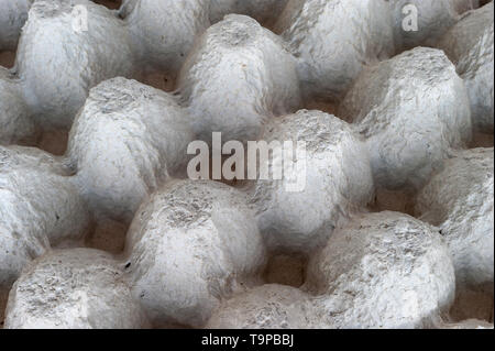 Top-Down View of Underside of an Empty Biodegradable Molded Pulp Fiber Egg Carton Tray. Stock Photo