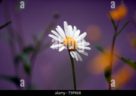 incomplete damaged white Anthemideae blossom in spring in the meadow with blurred yellow flowers on a vivid purple background Stock Photo