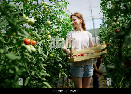 Young happy woman working in her greenhouse Stock Photo