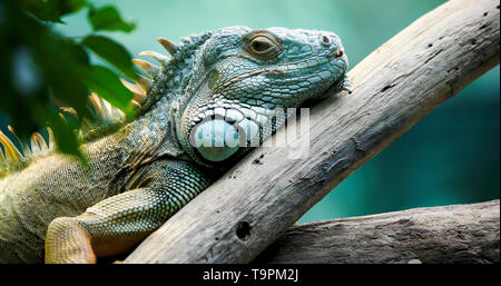 Close up of beautiful green Iguana on branch Stock Photo