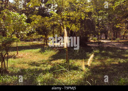 Tall grass in the forest, pasakdek Stock Photo