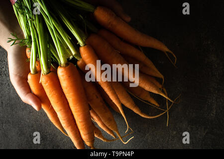 Organic Nantes Carrots in Female Hands. Beta Carotene Source. Fresh Superfood Healthy Eating Concept. Stock Photo