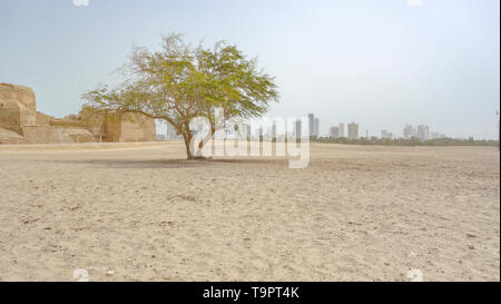 One tree, the Al Qalat Fort and the Manama skyline, Qal'at al-Bahrain Stock Photo