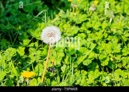 A dandelion clock made up of a head of wind borne seeds against a background of clover leaves in evening sunlight Stock Photo