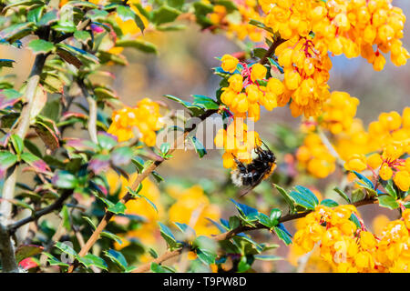 Tree bumblebee Bombus hypnorum on the flowers of a Darwins Barberry berberis darwinii bush Stock Photo