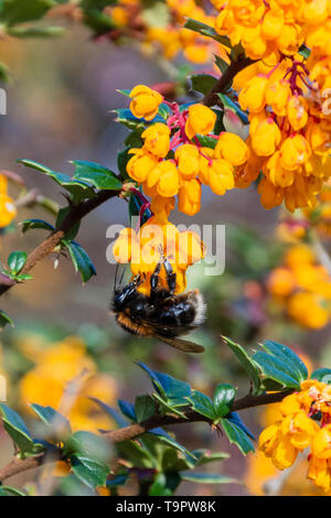 Berkeley Butterfly Blog Berberis Darwinii Darwin Barberry