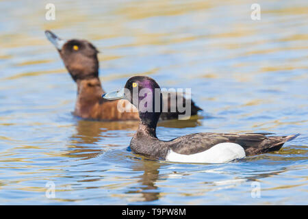 Closeup of a male and female couple tufted duck, Aythya fuligula, swimming on a lake in wintertime Stock Photo