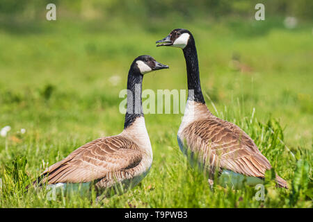 Close-up of two Canada goose Branta canadensis walking in a green meadow Stock Photo