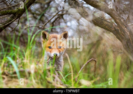 Wild young baby red fox cub  vulpes vulpes exploring a forest, selective focus technique used. Stock Photo