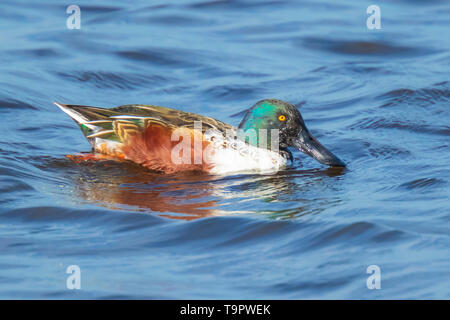Closeup of a male northern shoveler duck, anas clypeata, swimming on the clear blue water surface on a sunny day. Stock Photo