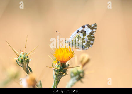 Closeup of a Eastern Bath white, Pontia edusa, butterfly resting and feeding in a meadow. Stock Photo