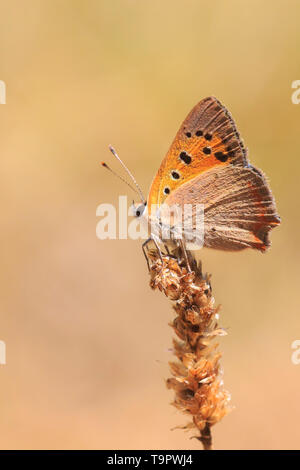 Closeup of a small or common Copper butterfly Lycaena phlaeas resting on vegetation. Stock Photo