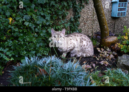 Snow Bengal cat Stock Photo