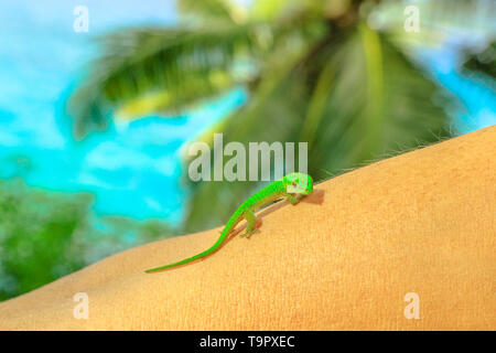 Close up of Giant Day Gecko, species Phelsuma sundbergi, also called La Digue day gecko on a woman's tourist arm. A cute green lizard, wildlife of La Stock Photo