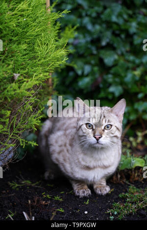 Snow Bengal cat Stock Photo