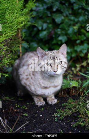 Snow Bengal cat Stock Photo