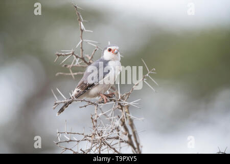 Pygmy falcon perched on an acacia branch, Ngorongoro Conservation Area Stock Photo
