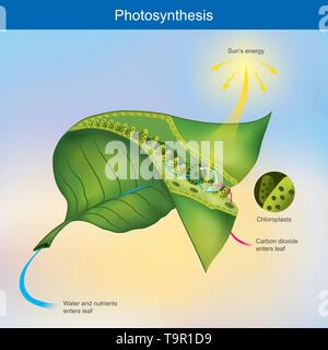 Photosynthesis is a process by plants and other organisms use to convert light energy into chemical energy. Stock Vector