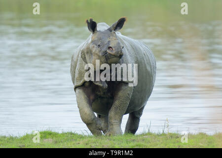 Indian Rhinoceros (Rhinoceros unicornis) emerging from a lake in Kaziranga National Park, India Stock Photo