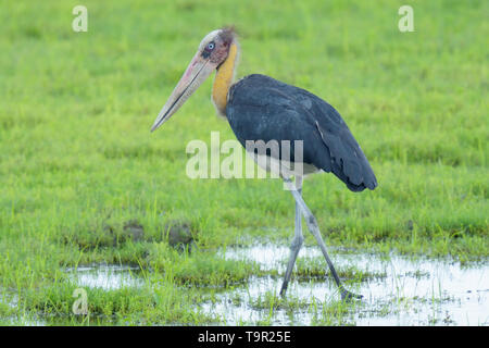 Lesser Adjutant Stork (Leptoptilos javanicus) in the marshes of Kaziranga National Park, India Stock Photo